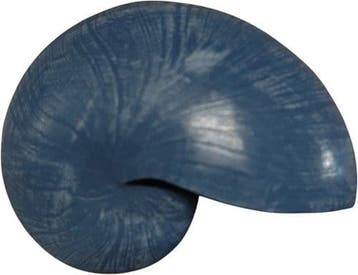 Nautilus schelp Resin Blauw 5x8x5 cm per stuk