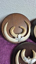 Sanglier Ensemble de dents - Sus scrofa - 5 très gros, Antiquités & Art