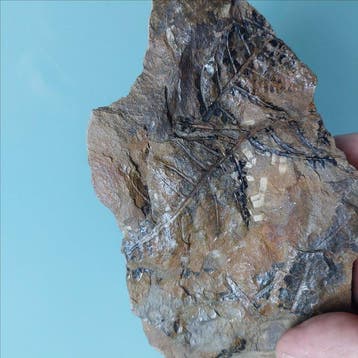 Varen - Gefossiliseerde plant - Callipteris conferta - 170