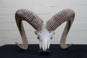 Mouflon Schedel - Ovis a musimon - 0 cm - 45 cm - 0 cm-, Verzamelen, Nieuw