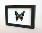 Vlinder Taxidermie volledige montage - Graphium weiskei - 18