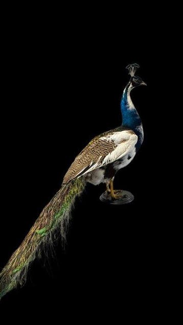Pauw Taxidermie volledige montage - Pavo cristatus - 180 cm