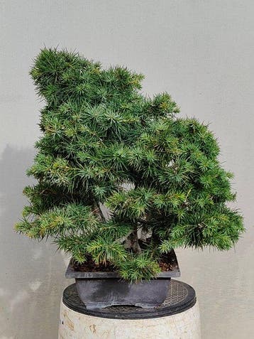 Ceder bonsai (Cedrus) - Hoogte (boom): 50 cm - Diepte
