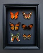 Vlinder Taxidermie volledige montage - Cethosia cyane Urania, Nieuw
