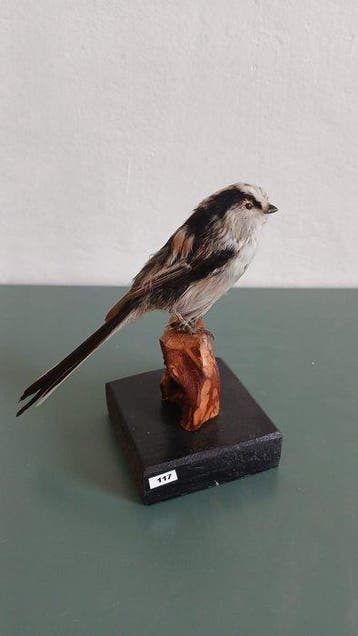 Mésange charbonnière Support de corps entier pour taxidermie, Nieuw