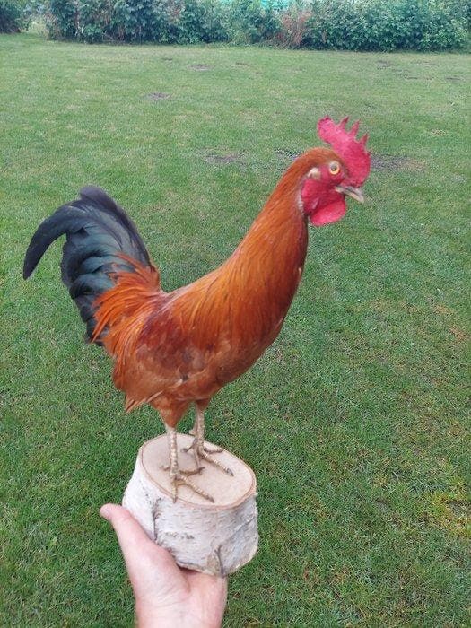 gedomesticeerde haan Taxidermie volledige montage - Gallus, Verzamelen, Dierenverzamelingen