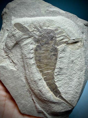 Museumkwaliteit eurypteride - Fossiel rugschild - Eurypterus