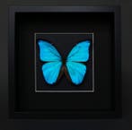 Papillon Support de corps entier pour taxidermie - Morpho
