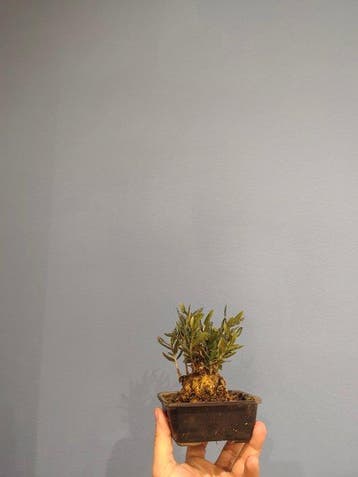Olijf bonsai (Olea europaea) - Hoogte (boom): 14 cm - Diepte