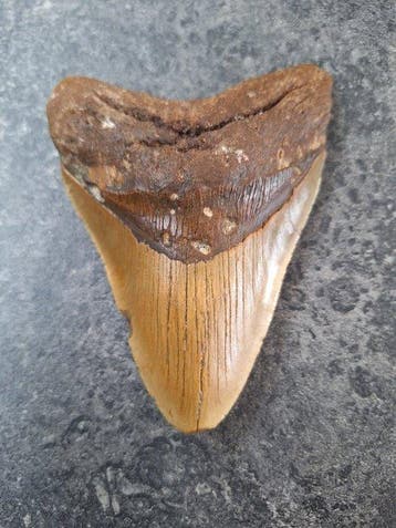 Megalodon - Fossiele tand - 12.3 cm - 9 cm
