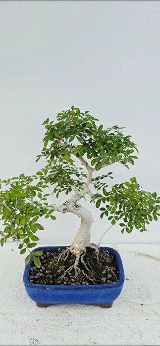 Fraxinus - Hoogte (boom): 32 cm - Diepte (boom): 20 cm -