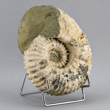 Ammoniet - Gefossiliseerd dier - Douvilleiceras mammillatum