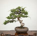 Bonsai van Itoigawa-juniperus - Hoogte (boom): 43 cm -