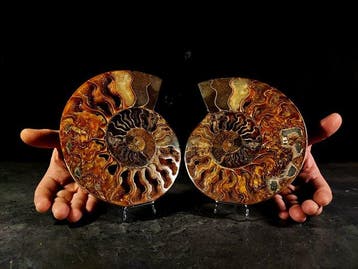 Cleoniceras in sectie - Gefossiliseerd dier - cleoniceras -