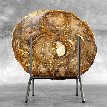 Prachtige grote plak versteend hout op een op maat gemaakte