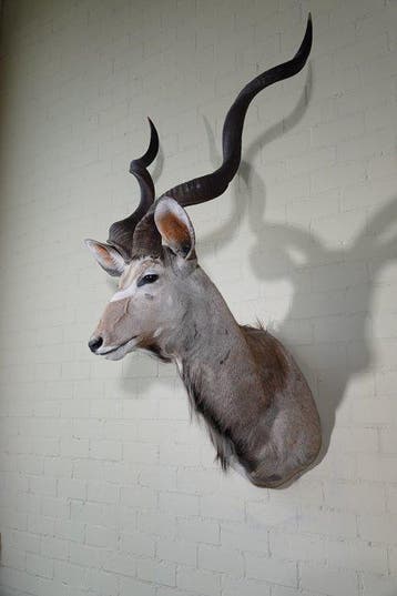 Monture dépaule de grand kudu - Crâne - Tragelaphus, Verzamelen, Nieuw