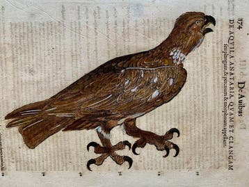 Conrad Gesner - Vogelbuch - 1617