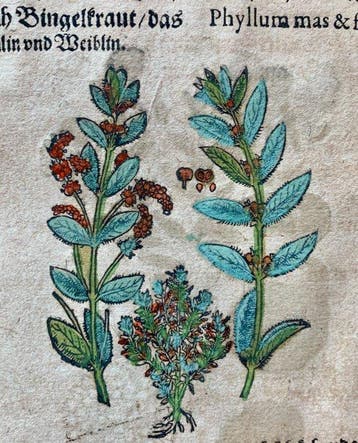 Pietro Andrea Mattioli - Original hand-colored leaf from