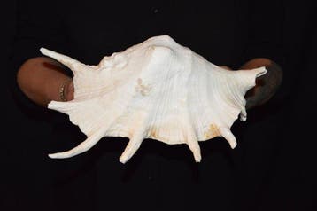Escargot de mer Coquillage marin - S-535 LAMBIS TRUNCATA, Antiek en Kunst