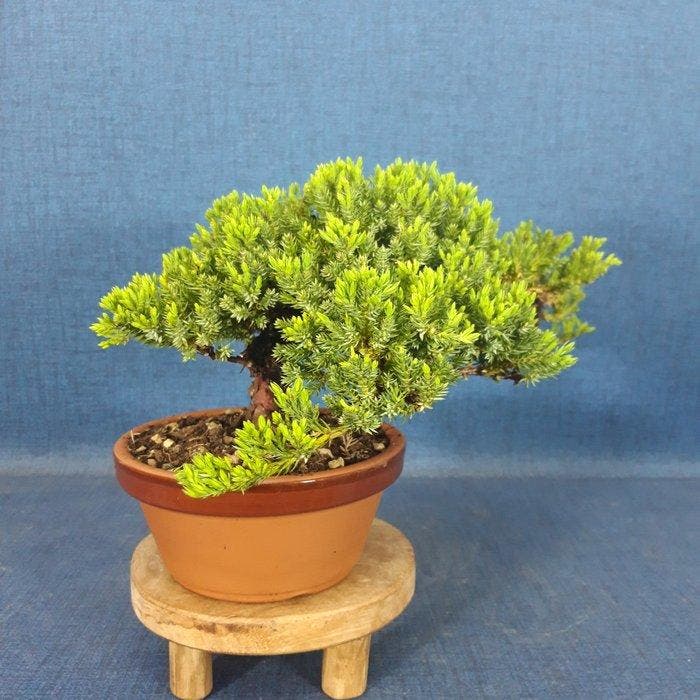 Jeneverbes bonsai (Juniperus) - Hoogte (boom): 15 cm -, Antiek en Kunst, Curiosa en Brocante