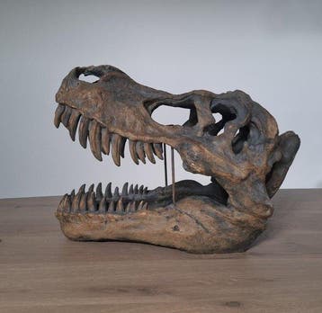 Tyrannosaurus Skelet - Tyrannosaurus rex - 36 cm - 28 cm -