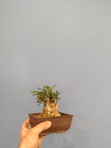Olijf bonsai (Olea europaea) - Hoogte (boom): 14 cm - Diepte