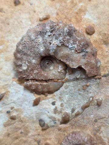 Fossiles - Animal fossilisé - piece of seabed hundreds of, Collections
