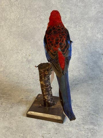 karmijnrode rosella Taxidermie volledige montage -, Collections