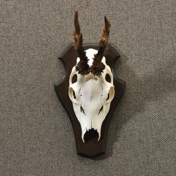 Reebok Gewei Taxidermie Opgezette Dieren By Max, Ophalen of Verzenden, Nieuw, Wild dier, Opgezet dier