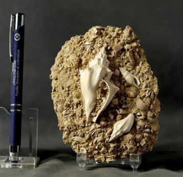 Uitzonderlijke fossiele schelp - op oorspronkelijke matrix -