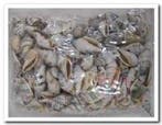 Strombus Urecus Geboorde Schelpen Hole 4 mm Per kilo, Nieuw