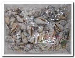 Strombus Urecus Geboorde Schelpen Hole 4 mm Per kilo, Hobby en Vrije tijd, Knutselen, Nieuw