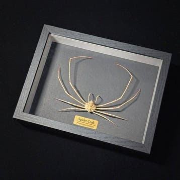 Crabe Support mural pour taxidermie - Phalangipus longipes -