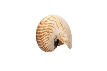 Perlboot Skelet - EXTRAGROSSE NAUTILUS  Nautilus pompilius, Antiek en Kunst