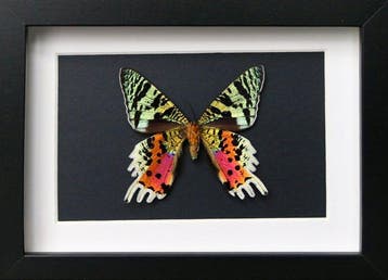 Papillon Support de corps entier pour taxidermie - Urania