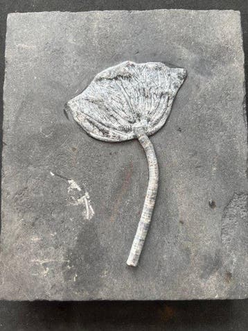 Crinoide - Gefossiliseerd dier - Traumatocrinus hsui - 17.8, Verzamelen
