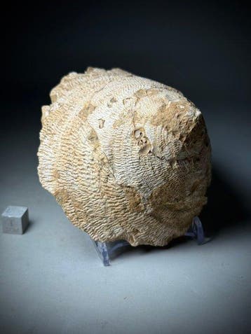 Indrukwekkende reusachtige slak - Gefossiliseerde schelp -
