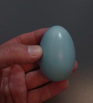 Great Tinamou Ei - Tinamus major - 40 mm - 40 mm - 75 mm -, Collections