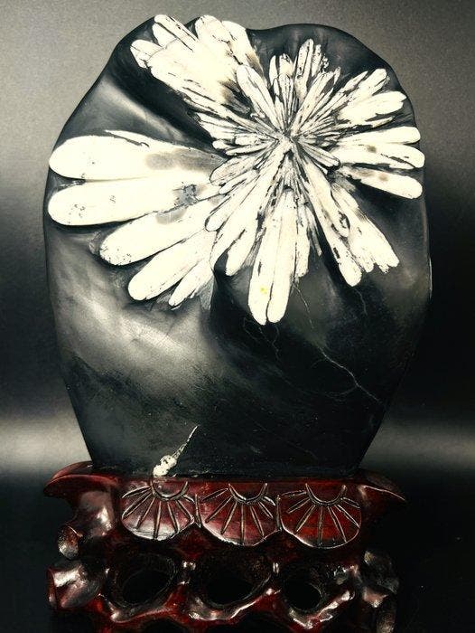 Zwarte Matrix met gekristalliseerde witte chrysant –, Collections, Minéraux & Fossiles