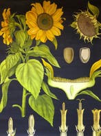 Hagemann - Ancienne affiche scolaire avec le Tournesol -