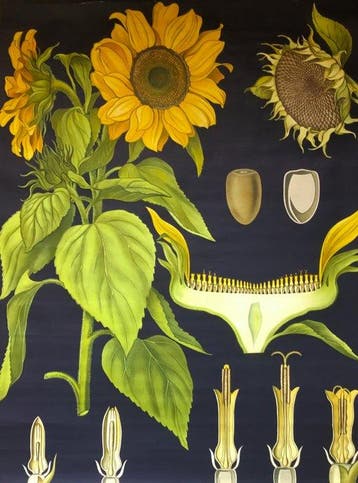 Hagemann - Ancienne affiche scolaire avec le Tournesol -, Antiquités & Art