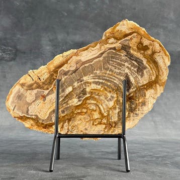 Belle tranche de bois pétrifié sur un socle personnalisé -