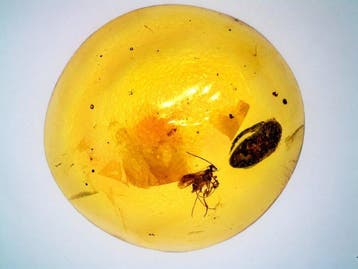 Hymenoptera en onidentificeerde keverinclusies in