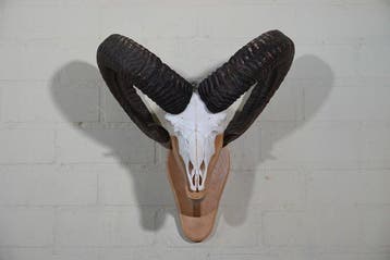Mouflon Schedel - Ovis a musimon - 0 cm - 44 cm - 0 cm-