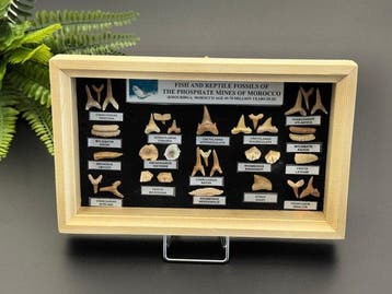 haai, Mosasaurus, Enchodus, Corax en meer - Fossiele tanden
