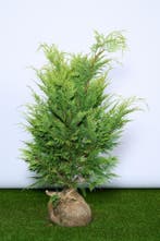 Cipres - Gele Californische ‘Ivonne’ 60 t/m 200cm, Tuin en Terras, Ophalen of Verzenden