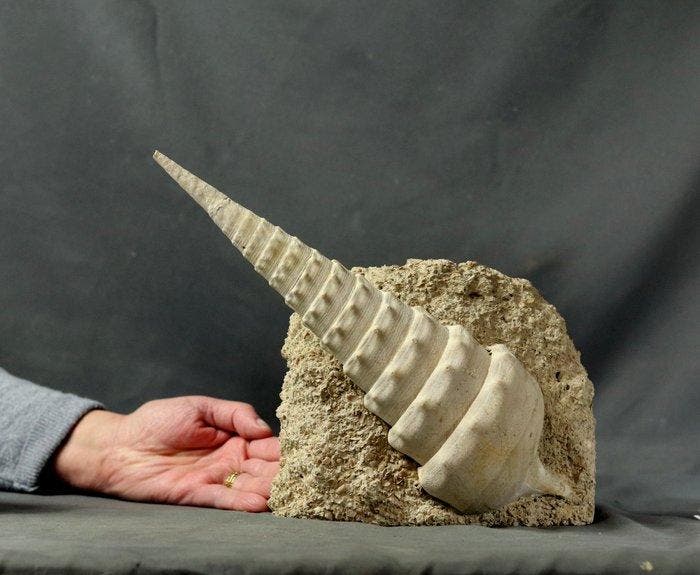 Reusachtige fossiele schelp - Gefossiliseerd dier -, Verzamelen, Mineralen en Fossielen