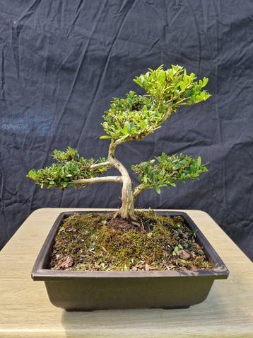 Kamperfoelie - Hoogte (boom): 25 cm - Diepte (boom): 30 cm -
