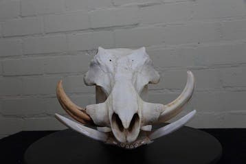 African Warthog Schedel - Phacochoerus africanus - 0 cm - 22, Verzamelen, Nieuw
