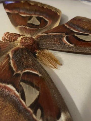 Papillon Cobra Support mural pour taxidermie - Attocas Atlas